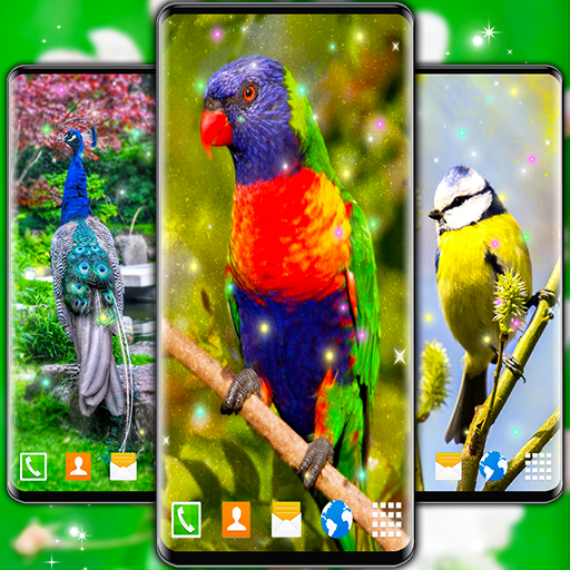 Bird Parrots HD Live Wallpaper आइकन