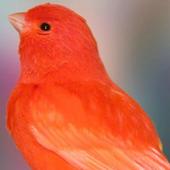 Canary Bird Wallpapers HD icon