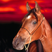 My Horse Collection icon