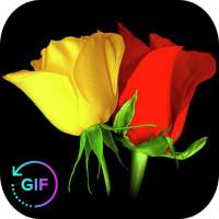 Flowers And Roses Animated Images Gif pictures 4K