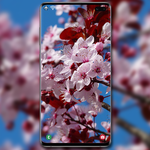 Cherry Blossom Wallpaper icon