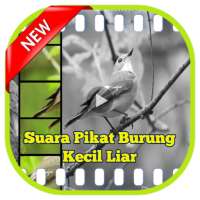 Suara Pikat Burung Kecil Liar