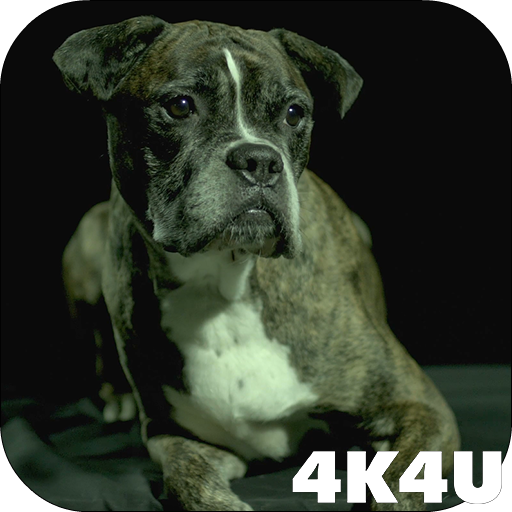 4K Dogs Slow-mo Video Live Wallpaper icon