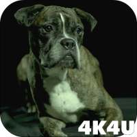 4K Dogs Slow-mo Video Live Wallpaper