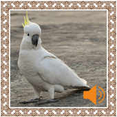Cockatoo Sounds icon