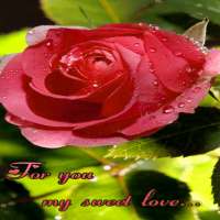 Sweet Rose Live Wallpaper on 9Apps