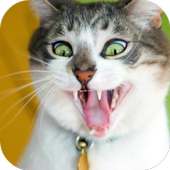 Crazy Cats Wallpapers