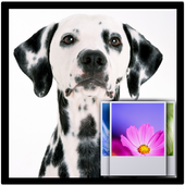 Dog Wallpaper أيقونة