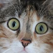 Sad Cat Wallpapers HD FREE icon