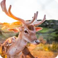 Deer Wallpapers