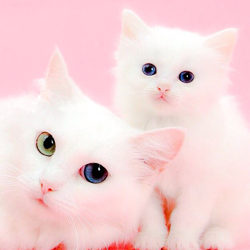 Cute Cat Wallpaper HD 🐱 icon