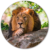 Lion Wallpapers icon