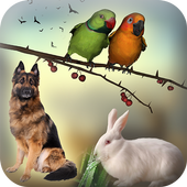 Bird and Animal Sound Effect icon