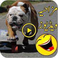 Funny Videos