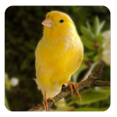 Canary bird sounds icon
