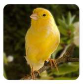 Canary bird sounds