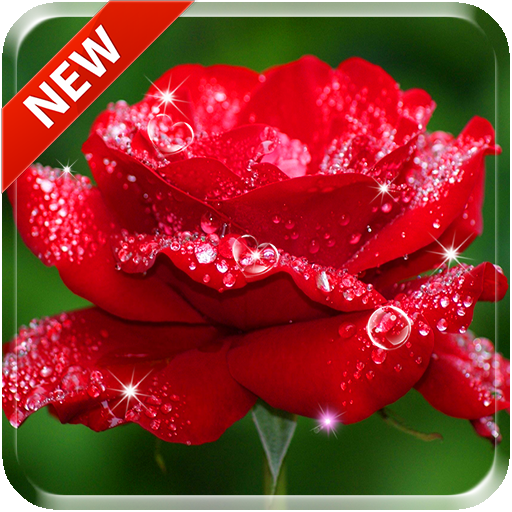 Beautiful Rose Free Live Wallpaper icon