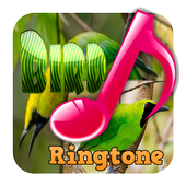 Bird Ringtone 2019 icon