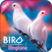 Ringtones 2018: Birds Sounds Ringtones on 9Apps