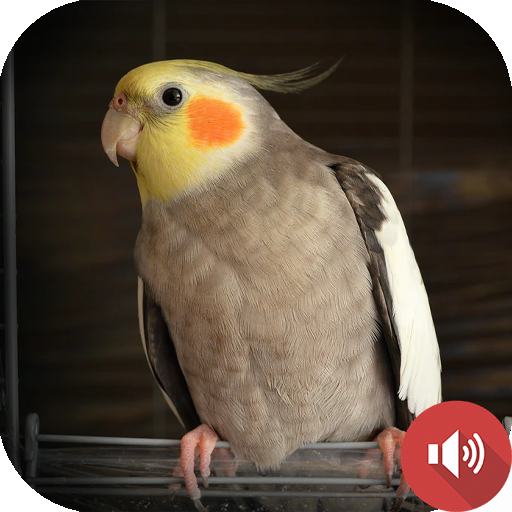 Cockatiel Sounds icon