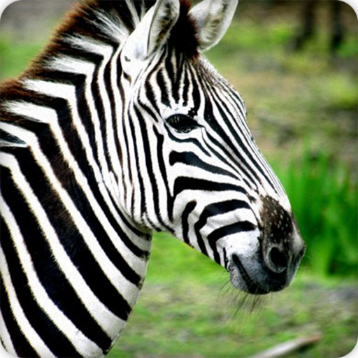 Zebra Sound Ringtones icon