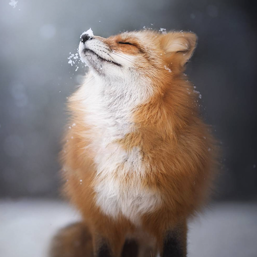 Fox Wallpapers Live HD icon