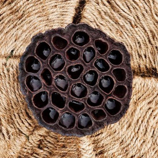 Fear of Holes  Trypophobia TEST icon