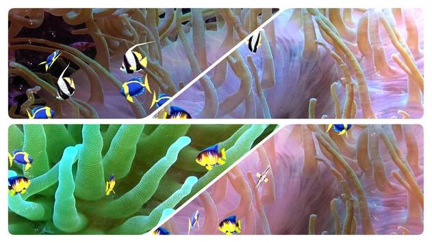 Aquarium Fishes live wallpaper screenshot 3