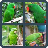 Angry birds - || icon