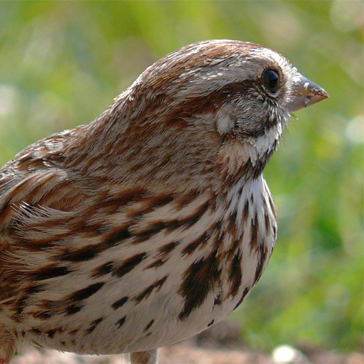 Talking Sparrow Free LWP icon