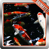 Koi Fish Live Wallpaper icon
