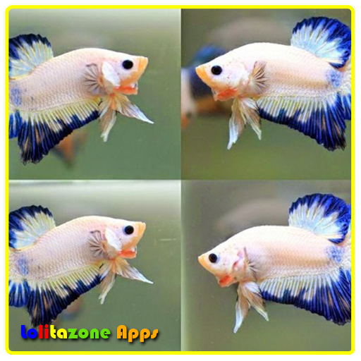 Diy Decorative Fish icon