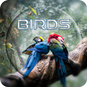 Bird wallpapers icon