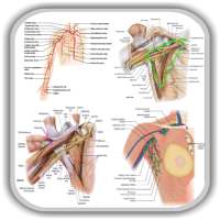 Anatomy Upper Limb and Thorax of The Human Body on 9Apps