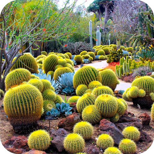 Cactus Flower HD Wallpaper icon