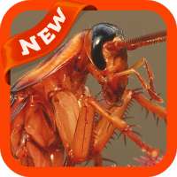 Cockroach Wallpaper on 9Apps