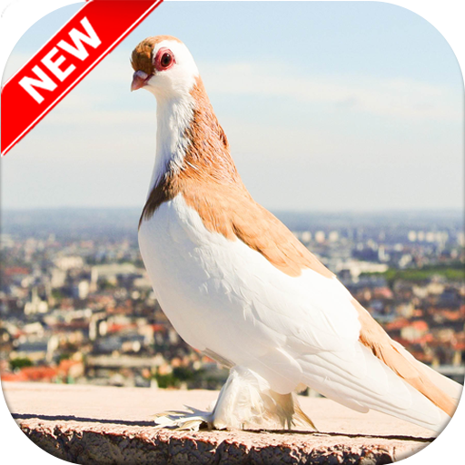 Pigeon Wallpaper HD 🐦 icon