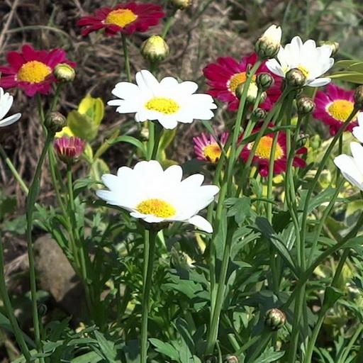 Spring flowers live wallpaper icon