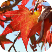 J2,J3,J5,J7,J7 Prime Samsung Autumn Wallpapers icon