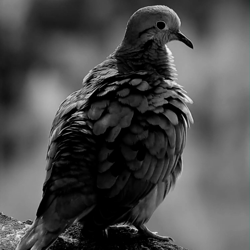 Real Bird Live Wallpaper PRO icon