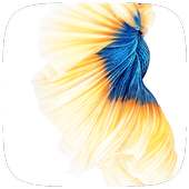 Gold Fish Live wallpaer