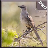 American Bird Sounds icon