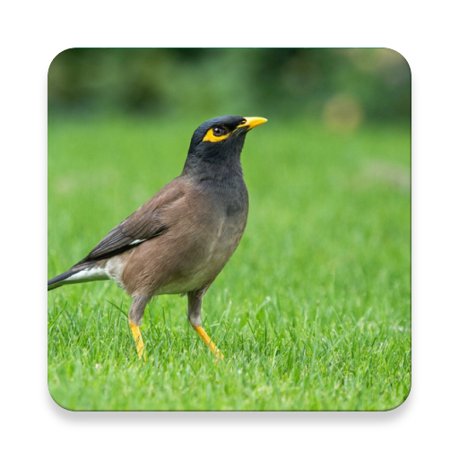 Thai Bird Call Sound Collections ~ Sclip.app icon
