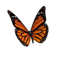 Animated 3D Butterfly