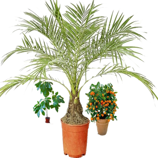 Flowers (exotic plants) icon