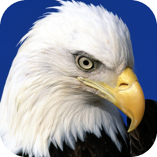 Jigsaw Animal For Kids icon