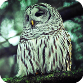 Owl Bird HD Live Wallpaper icon
