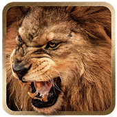 3D Lion live wallpaper icon