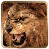 3D Lion live wallpaper