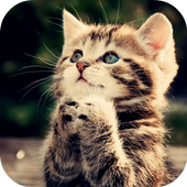Cute Cats Live Wallpaper icon